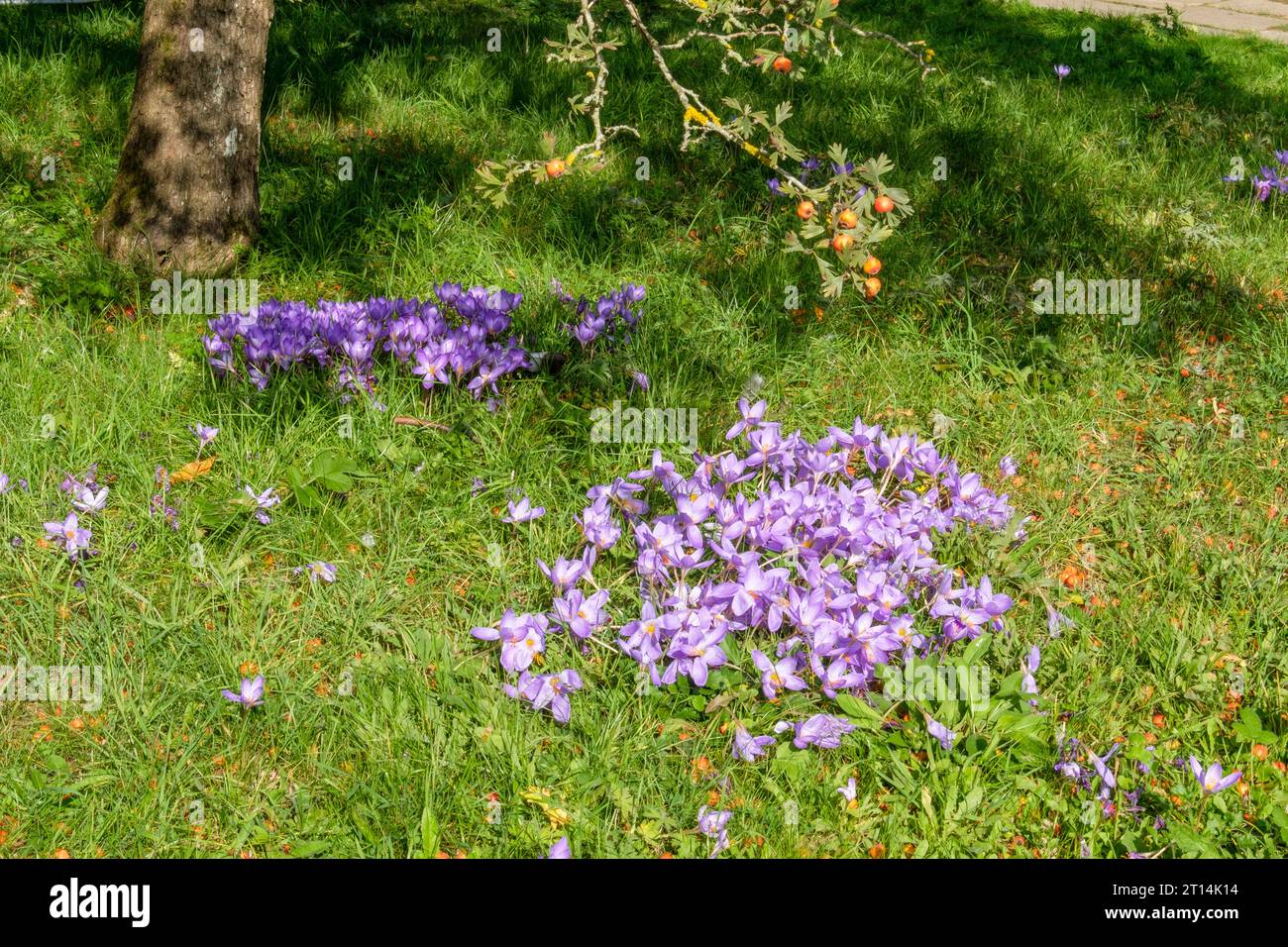 Herbstkrokus, natürliche Pflanzen im Gras, Great Dixter, East Sussex, Großbritannien Stockfoto