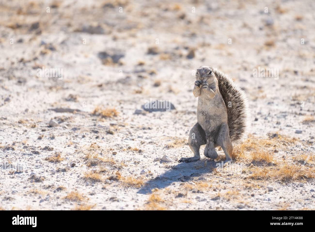 Kap Erdhörnchen (Xerus inauris) auf den Hinterbeinen. Diese Nager leben in offenen Trockengebieten des südlichen Afrika. Es ist ein soziales Tier Stockfoto