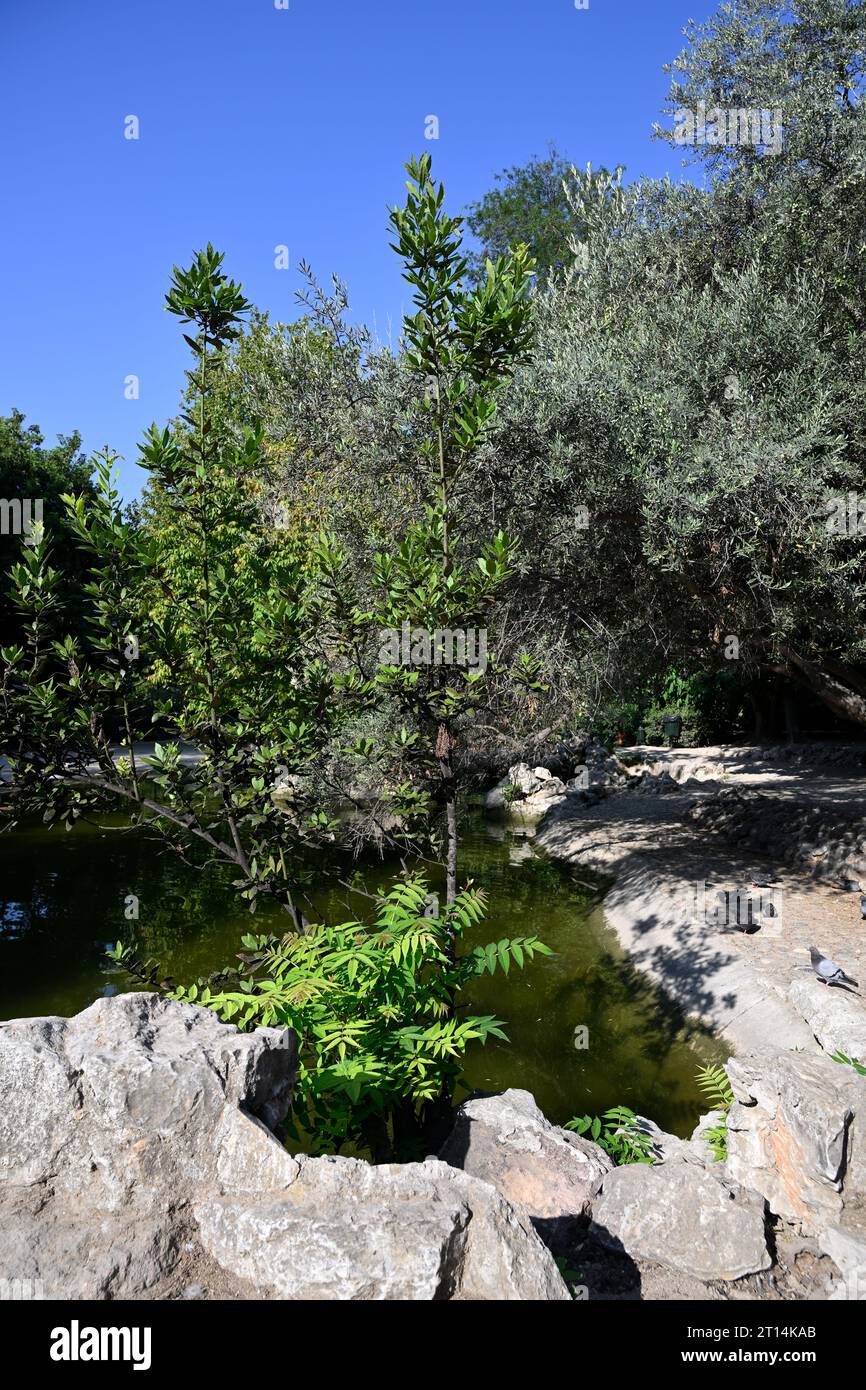 Grünanlagen im Nationalgarten in Athen, Griechenland Stockfoto