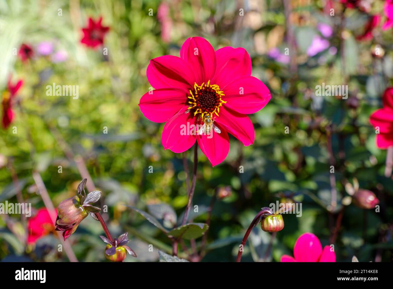 Honigbiene auf Dahlien, Great Dixter, East Sussex, Großbritannien Stockfoto