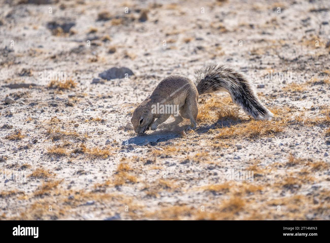 Kap Erdhörnchen (Xerus inauris) auf den Hinterbeinen. Diese Nager leben in offenen Trockengebieten des südlichen Afrika. Es ist ein soziales Tier Stockfoto