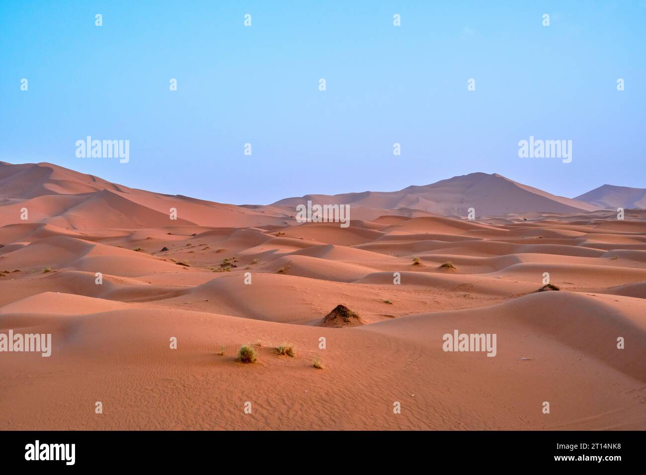 Sanddünen in der Sahara, Marokko, an einem klaren blauen Himmel. Stockfoto