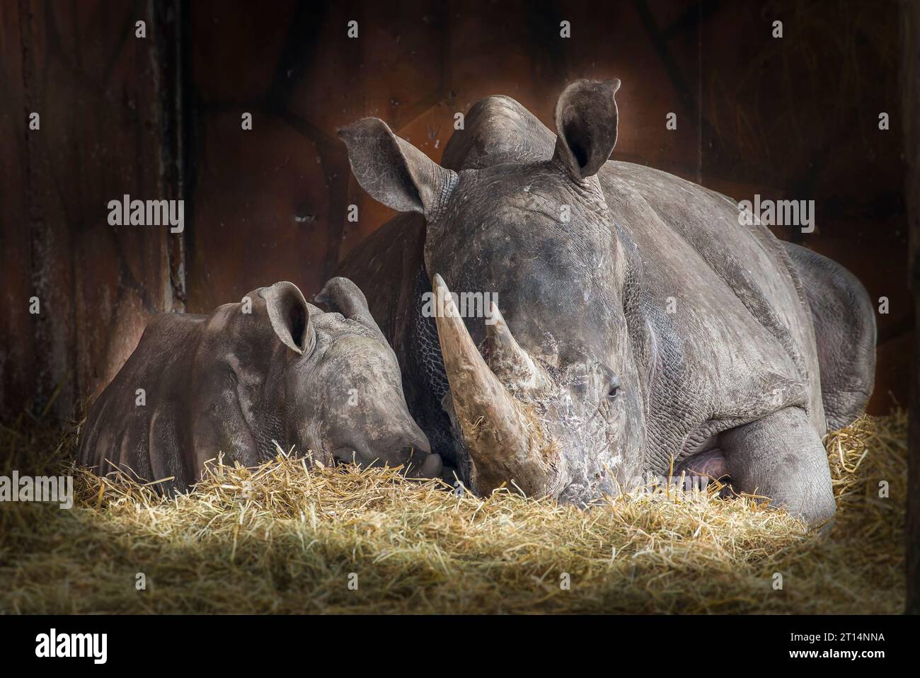 Vorderansicht der Nashorn-Mutter und -Baby, die nahe beieinander liegen, isoliert auf einem Heu in einem Tierheim im West Midlands Safari Park. Stockfoto