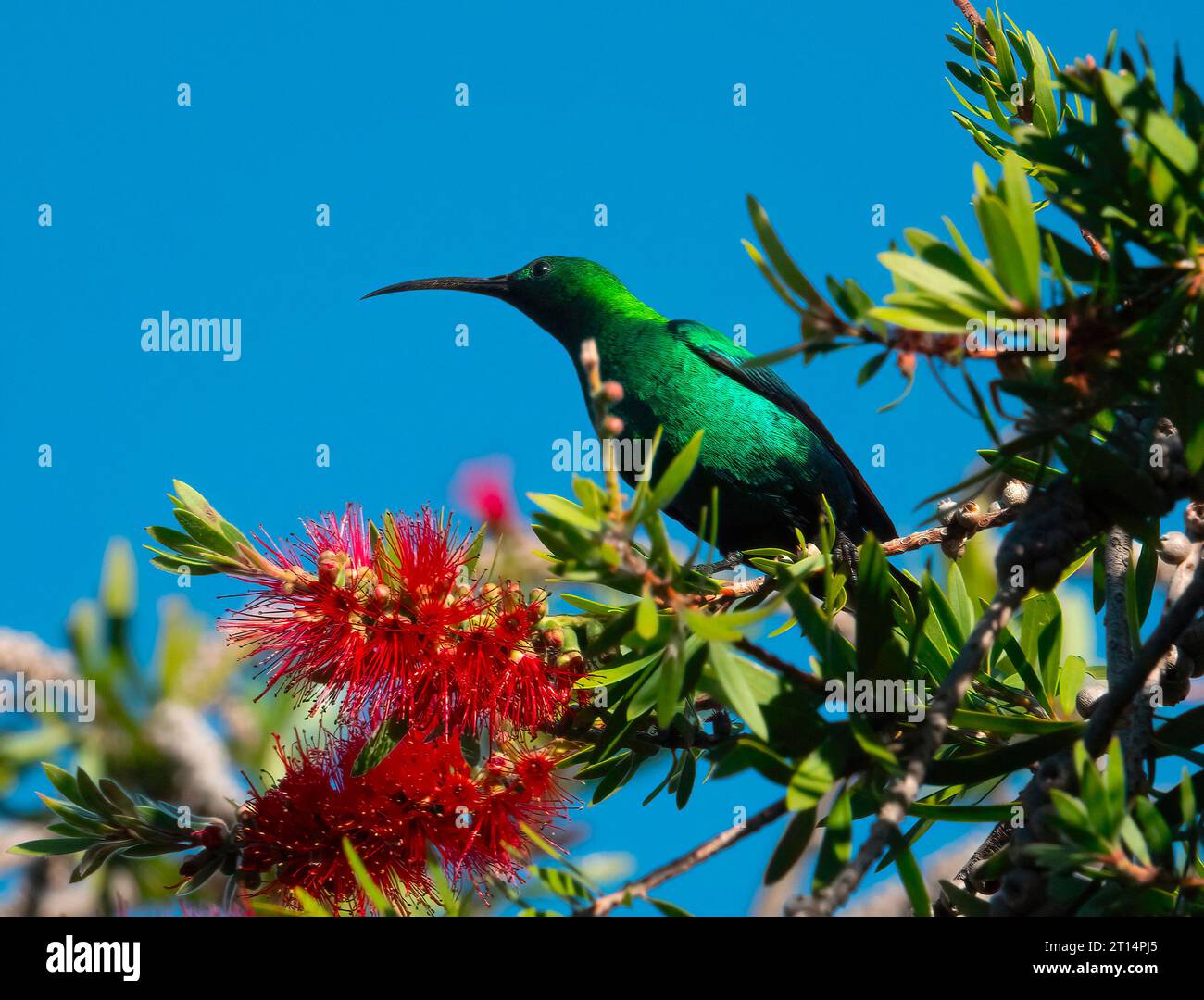 Der dominierende sunbird. Ein Malachit-sonnenvogel (Nectarinia famosa), der hoch in einem Flaschenbürstenbaum thront. Sie sind sehr dominant und werden andere Sonnenvögel schikanieren. Stockfoto