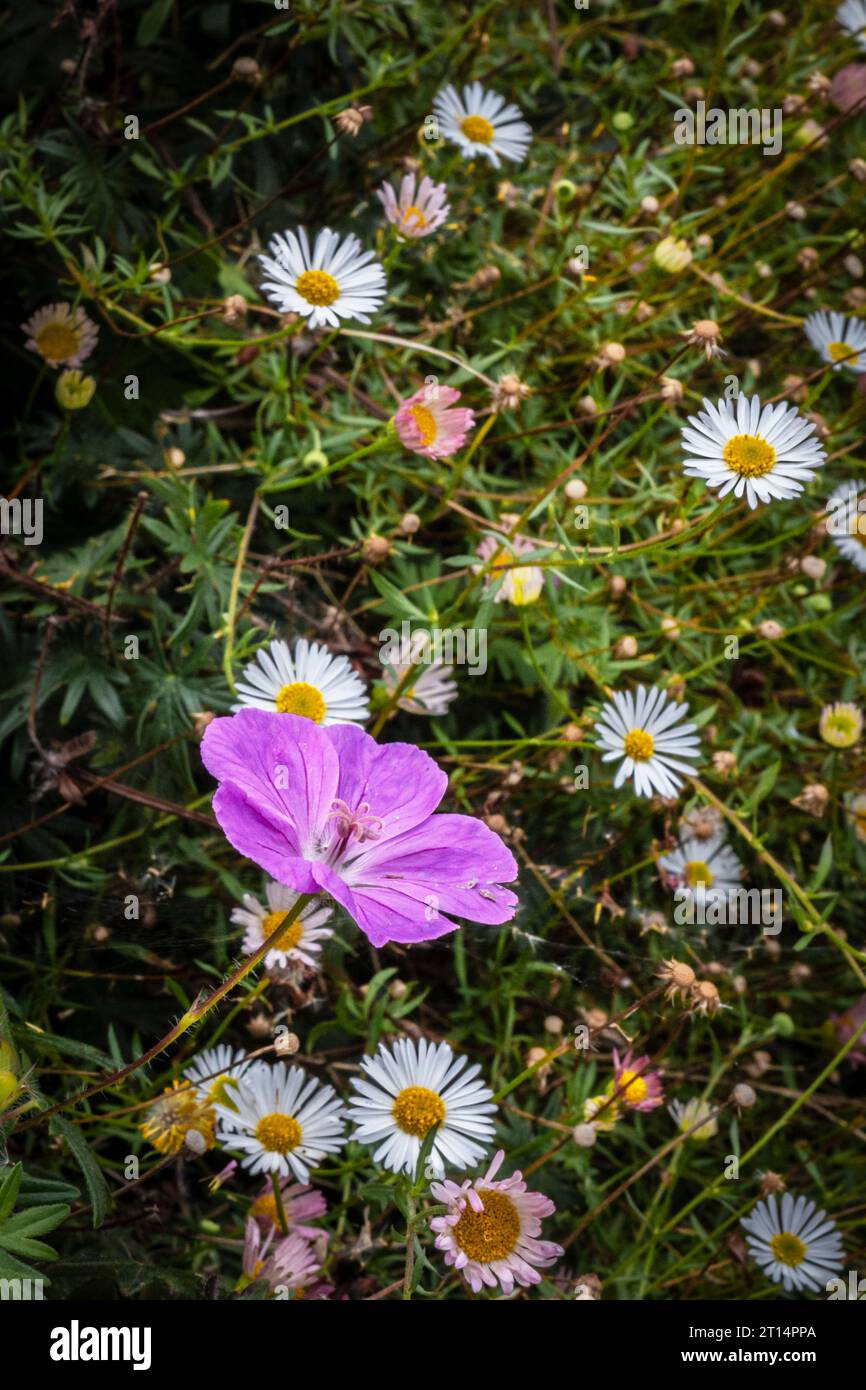 Die zarte violette Wildblume Meadow Cranesbill Geranium pratense wächst unter Erigeron karvinskianus in einem Garten in Newquay in Cornwall, Großbritannien Stockfoto