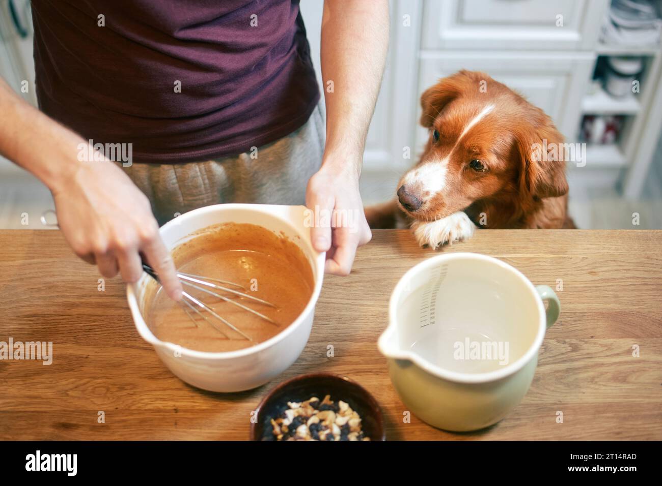 Mann und Hund zusammen zu Hause in der Küche. Nova Scotia Duck Tolling Retriever beobachtet, während sein Haustierbesitzer Teig mischt, um süßen Kuchen zuzubereiten. Stockfoto