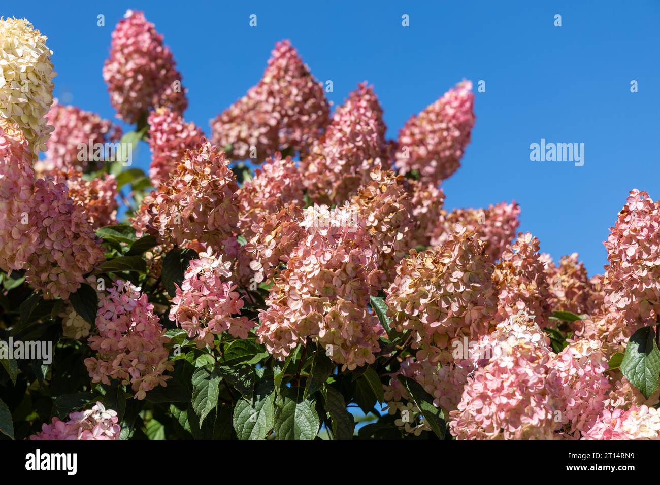 Hortensia paniculata Vanille Fraise auf einem Stamm Stockfoto