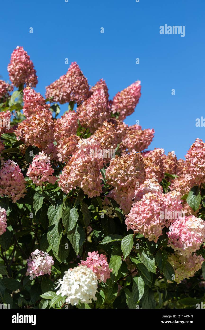 Hortensia paniculata Vanille Fraise auf einem Stamm Stockfoto