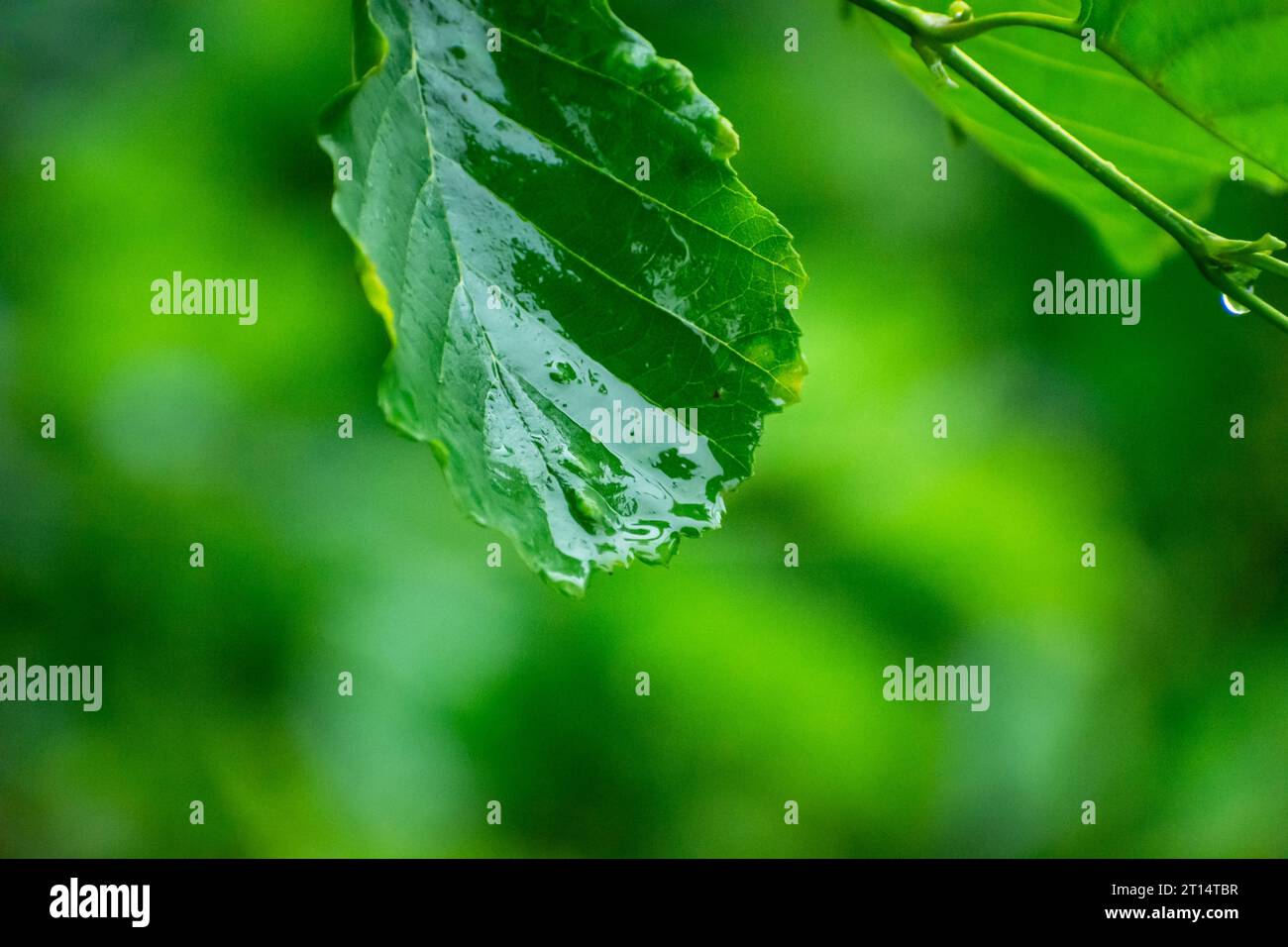 Nasses einzelnes grünes Erlenblatt auf unscharfem Hintergrund Stockfoto