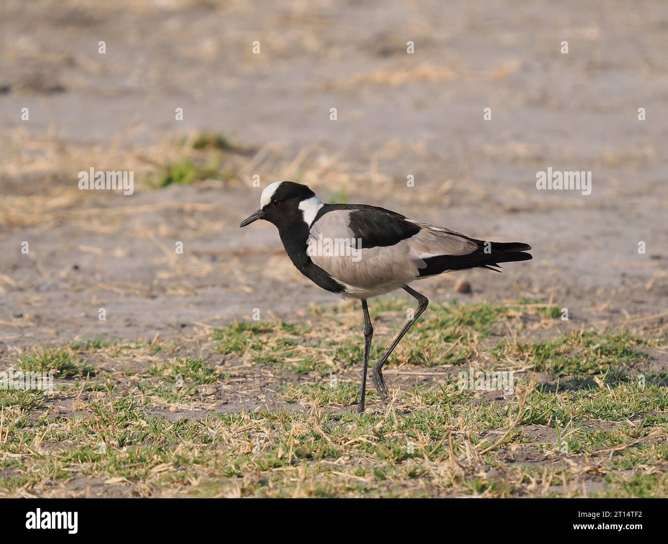 Schmiedekippen waren im September im Okavango Delta Botswana üblich. Stockfoto