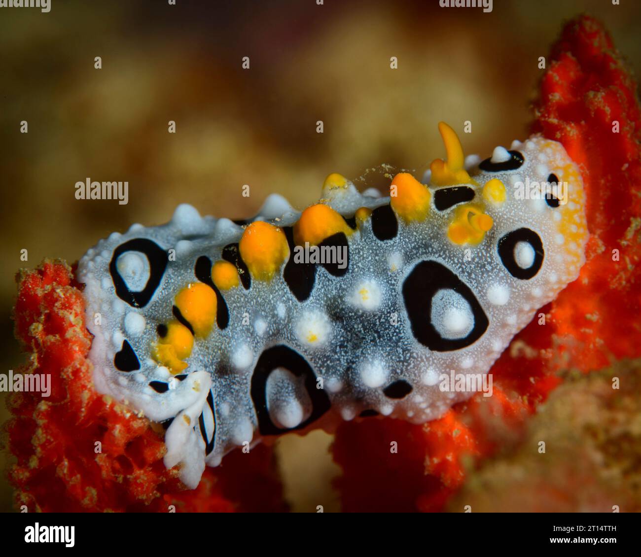 Nacktschnecke auf coral Stockfoto