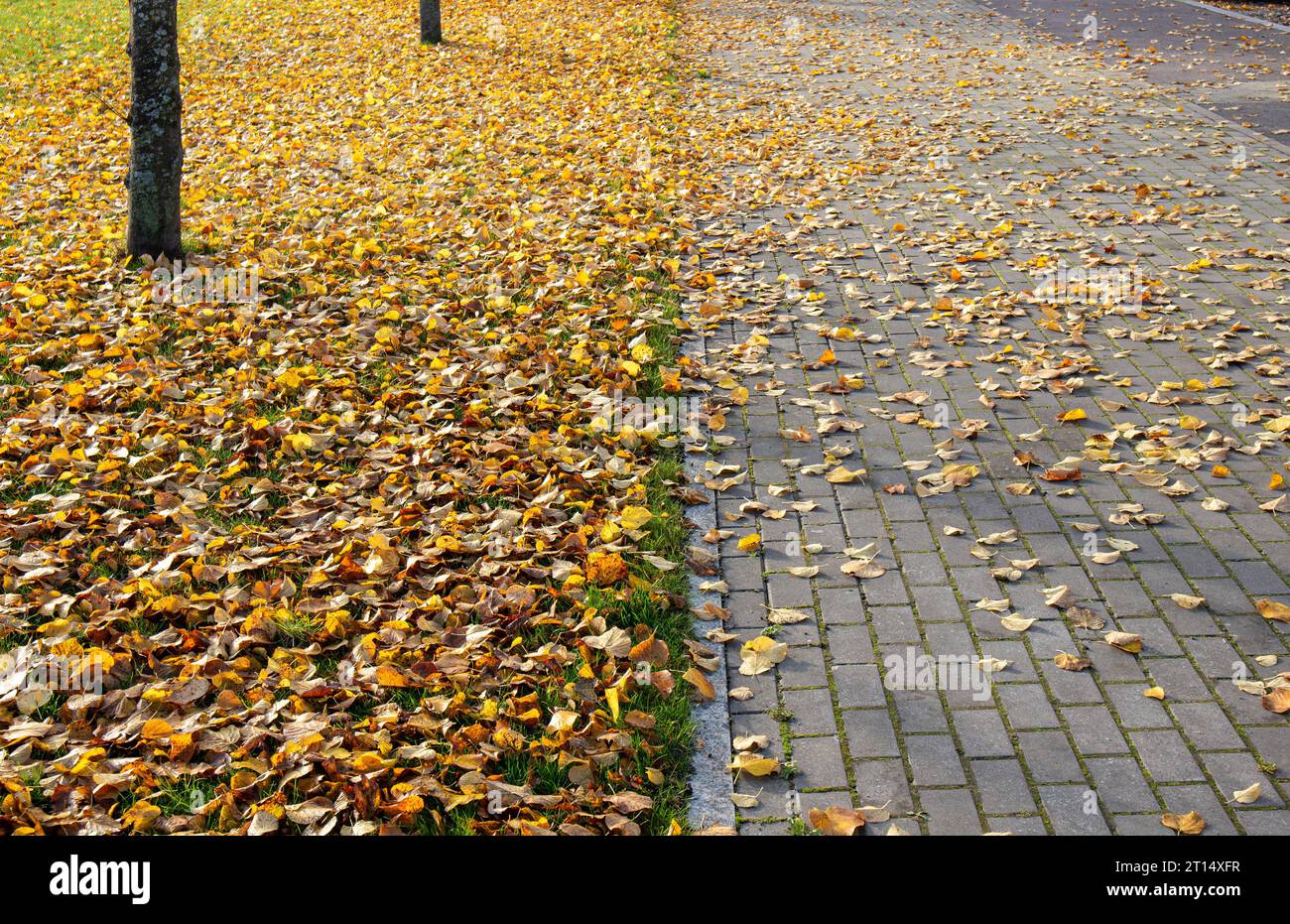Der Fußweg ist mit wunderschönen gelben Herbstblättern auf einer Steinstraße bedeckt. Sonniger Herbsttag im Freien. Stockfoto