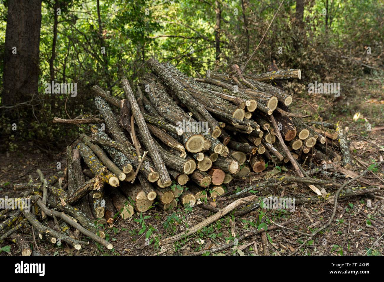 An einem Sommertag stapelte Baumstämme und Äste im Wald. Das Holz wird auf eine Länge von einem Meter geschnitten, vorbereitet und bereit für den Vertrieb Stockfoto
