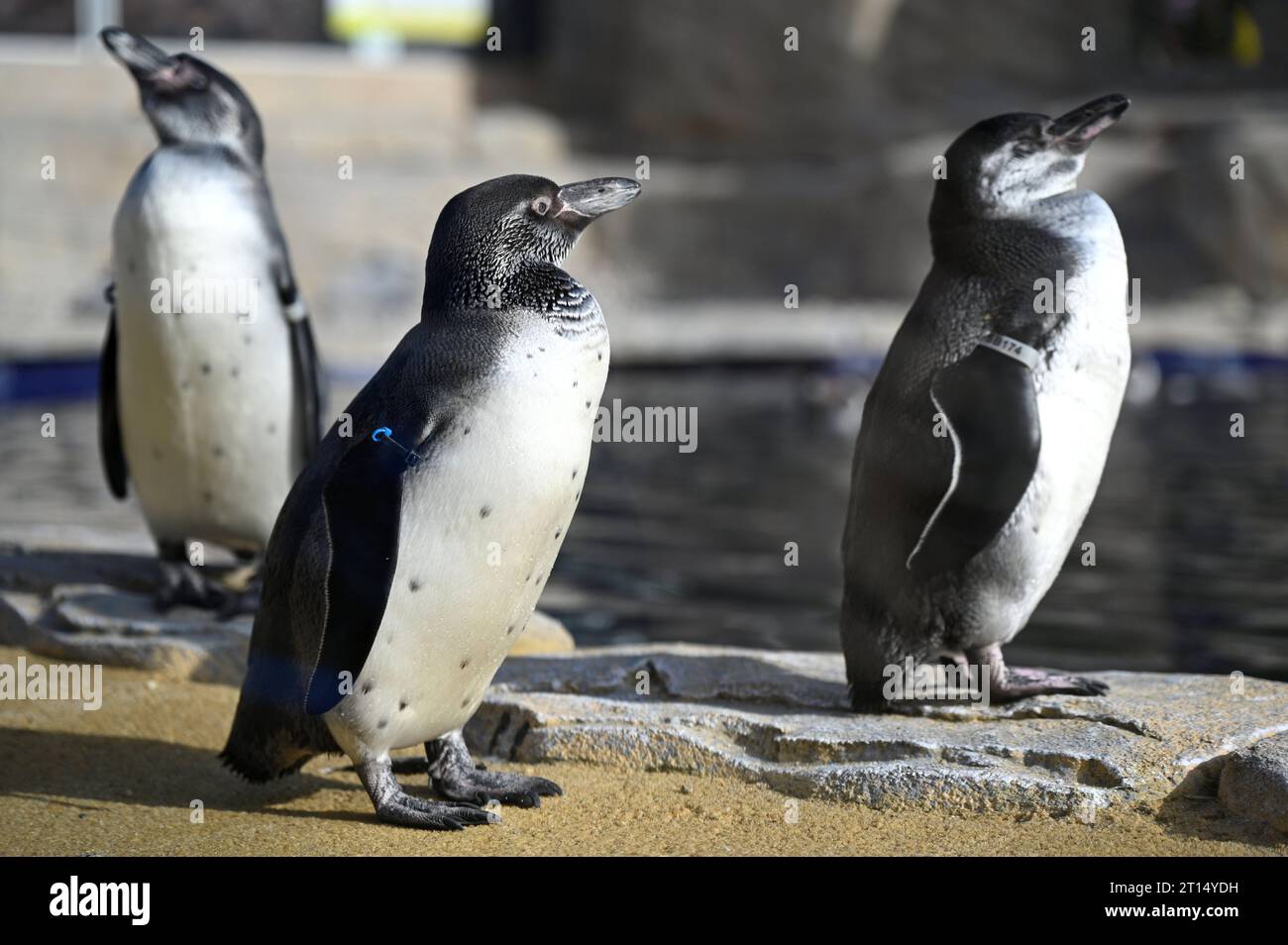 West Calder, Schottland, Großbritannien. Oktober 2023. Der Five Sisters Zoo begrüßt acht Humboldt-Pinguine gerade rechtzeitig zu den Schulferien. Die Pinguine erkunden ihr neu erbautes Gehege und ihren Lebensraum im Five Sisters Zoo. Spheniscus humboldti. Quelle: Craig Brown/Alamy Live News Stockfoto