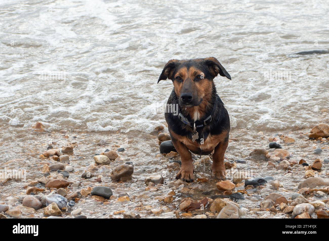 Charmouth, Dorset, Großbritannien. Oktober 2023. Die Temperaturen bleiben im Oktober in Charmouth, Dorset, höher als üblich. Die Leute suchten heute Morgen am Strand nach Fossilien und gingen mit ihren Hunden spazieren. Das Met Office hat eine gelbe Warnung vor Regen für den Südwesten Englands von 21,00 heute Abend bis morgen Nacht ausgegeben. Quelle: Maureen McLean/Alamy Live News Stockfoto