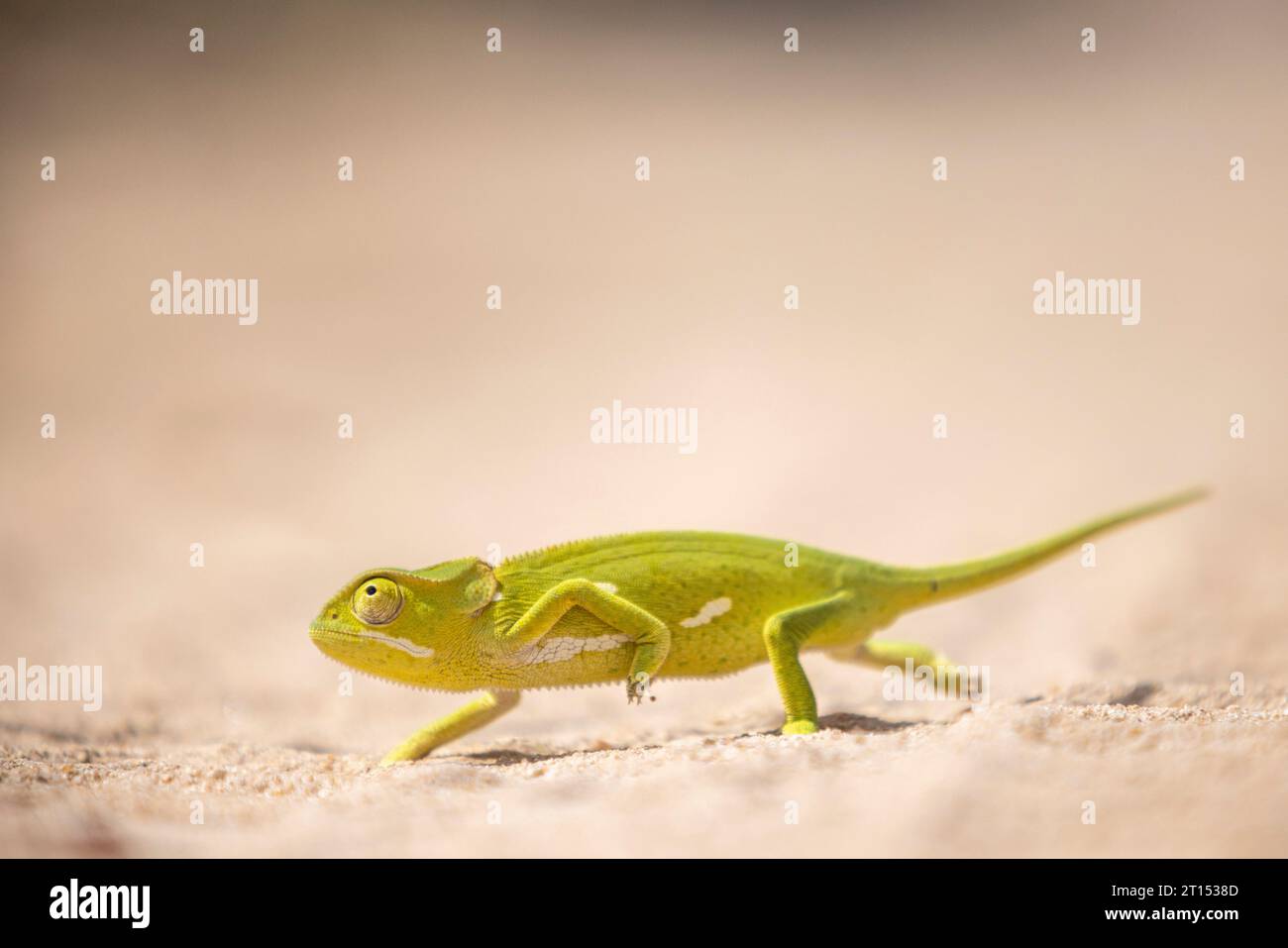 Seitenansicht eines auf Sand gehenden Flatthals-Chamäleons Stockfoto