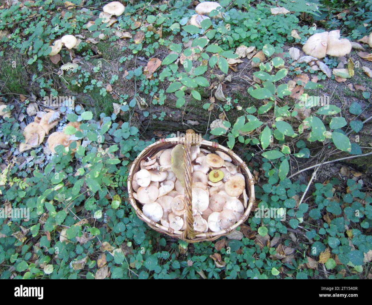 Ein Korb voller Speisepilze: Honigpilze zwischen Gras und Honigpilze. Umweltschutz. Stockfoto
