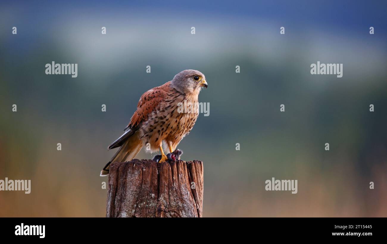 Männlicher Turmfalke, der mit seiner Tötung thront Stockfoto