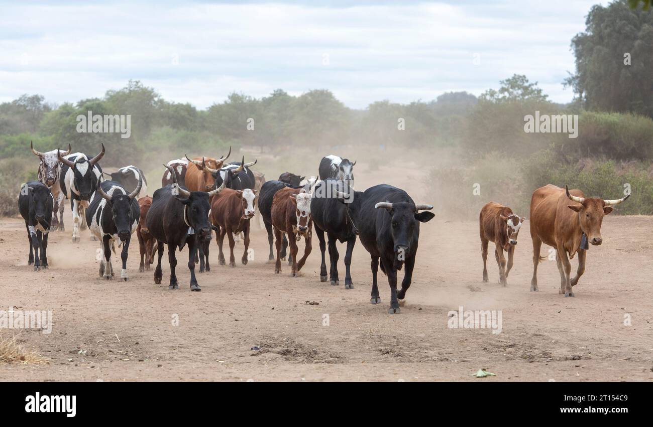 Ländliche Rinderherde, die auf einer staubigen Straße nach Weiden Ausschau hält, um im ländlichen Mosambik zu fressen Stockfoto