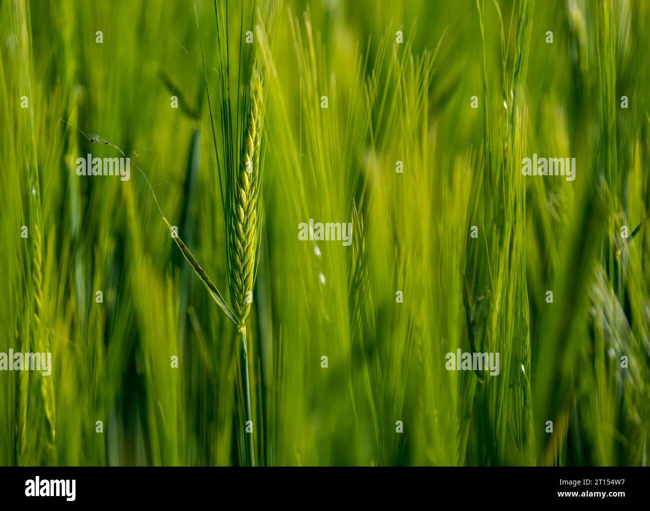 Nahaufnahme von grünem Gerstenstiel auf dem Bauernhof, East Lothian, Schottland, Großbritannien Stockfoto