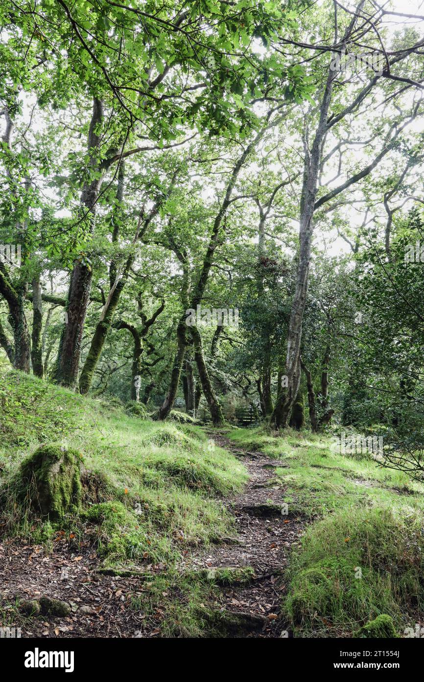 Dewerstone Woods am Rande von Dartmoor bei Shaugh Prior in South Devon. Stockfoto