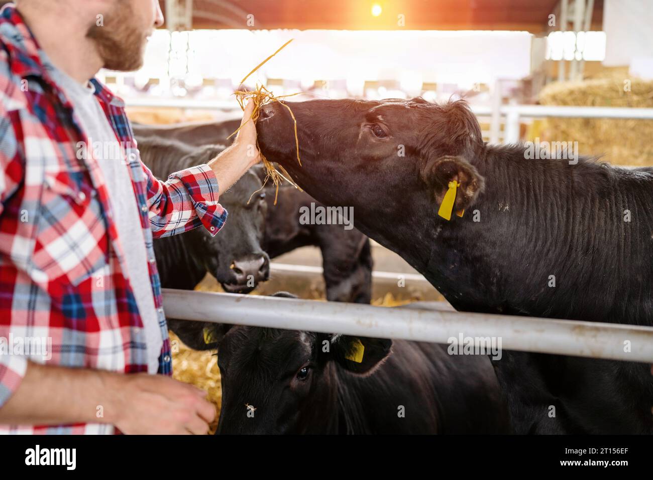 Cowmann, der schwarze Kuh auf der Rindfleischfarm füttert. Stockfoto