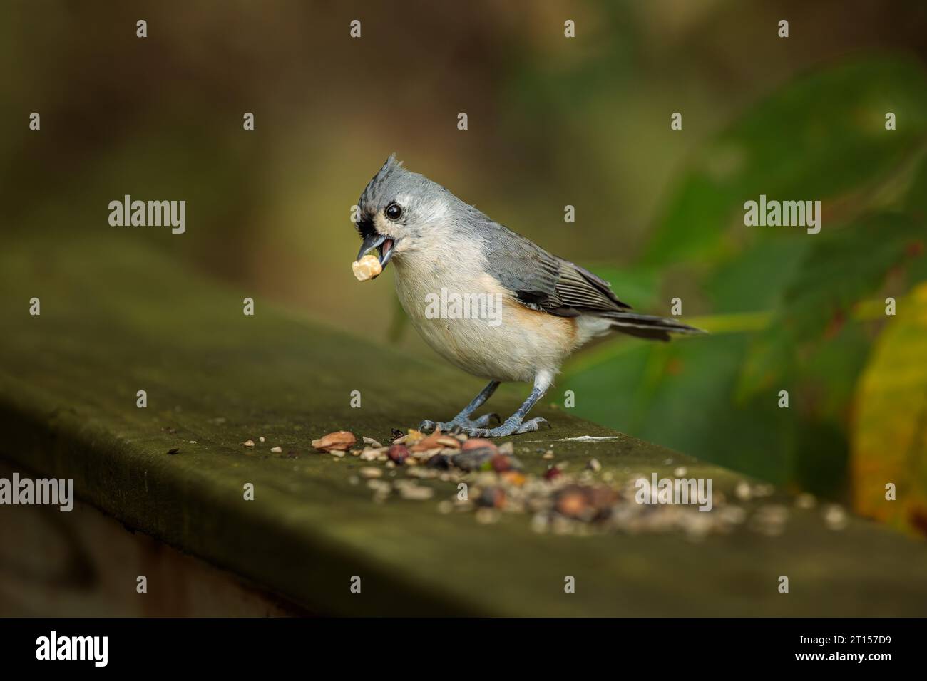 Eine getuftete Titmaus frisst Vogelsamen, die auf einem hölzernen Brückengeländer in einem Waldgebiet liegen. Stockfoto