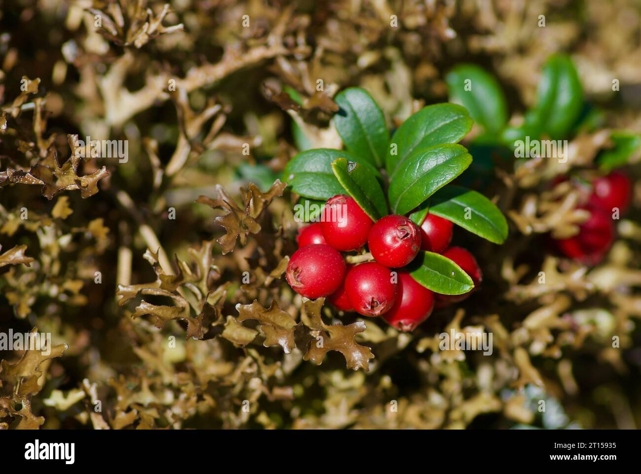 Preiselbeersträucher mit einer Gruppe von roten Reifen Beeren, die im Spätsommer in braunem Moos im Wald wachsen. Stockfoto