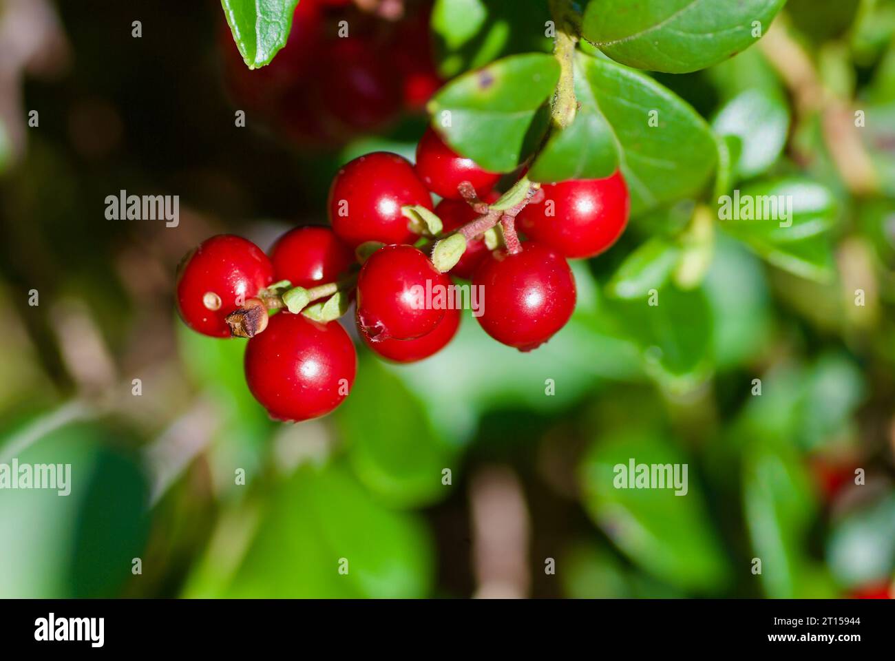 Nahaufnahme eines Preiselbeerstrauchs mit einer Gruppe von roten Reifen Beeren, die im Spätsommer im Wald wachsen. Stockfoto