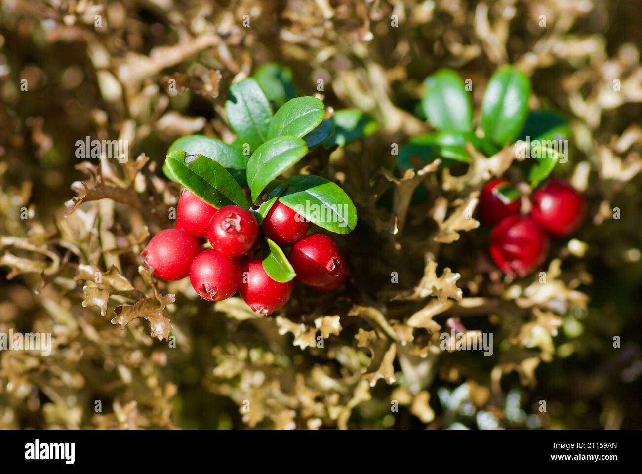 Preiselbeersträucher mit Gruppen von roten Reifen Beeren, die im Spätsommer in braunem Moos im Wald wachsen. Stockfoto