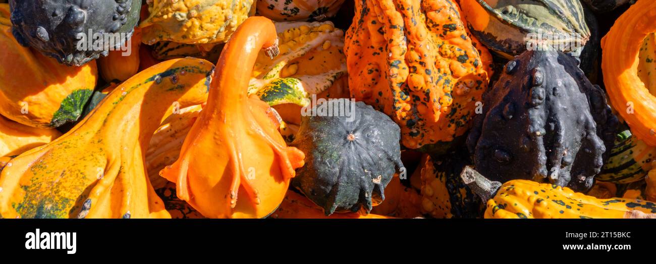 Buntes Orange, Gelb und Grün, dekoratives Kürbis-Hintergrundbanner, Herbst- und Urlaubskonzept Stockfoto