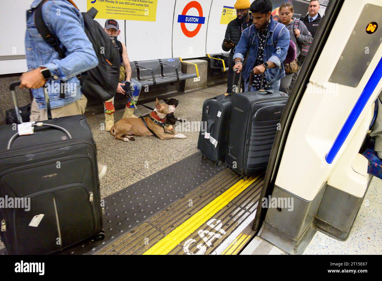 London, Großbritannien. Mann mit zwei Hunden auf dem Bahnsteig der U-Bahnstation Euston Stockfoto