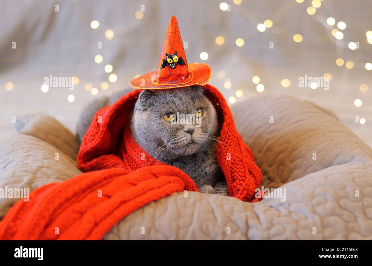 Britische Katze in einem orangefarbenen Schal und einem Hexenhut vor dem Hintergrund einer Weihnachtsgirlande. Haustier und Halloween. Katze und festlicher Hintergrund. Schön Stockfoto