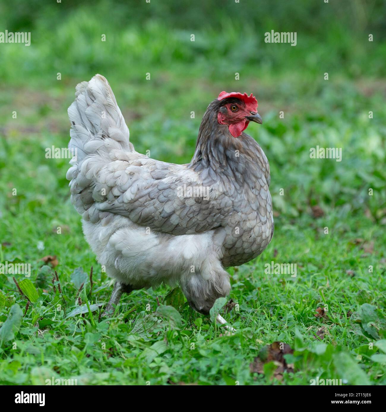 Blaues Freilandhuhn Stockfoto