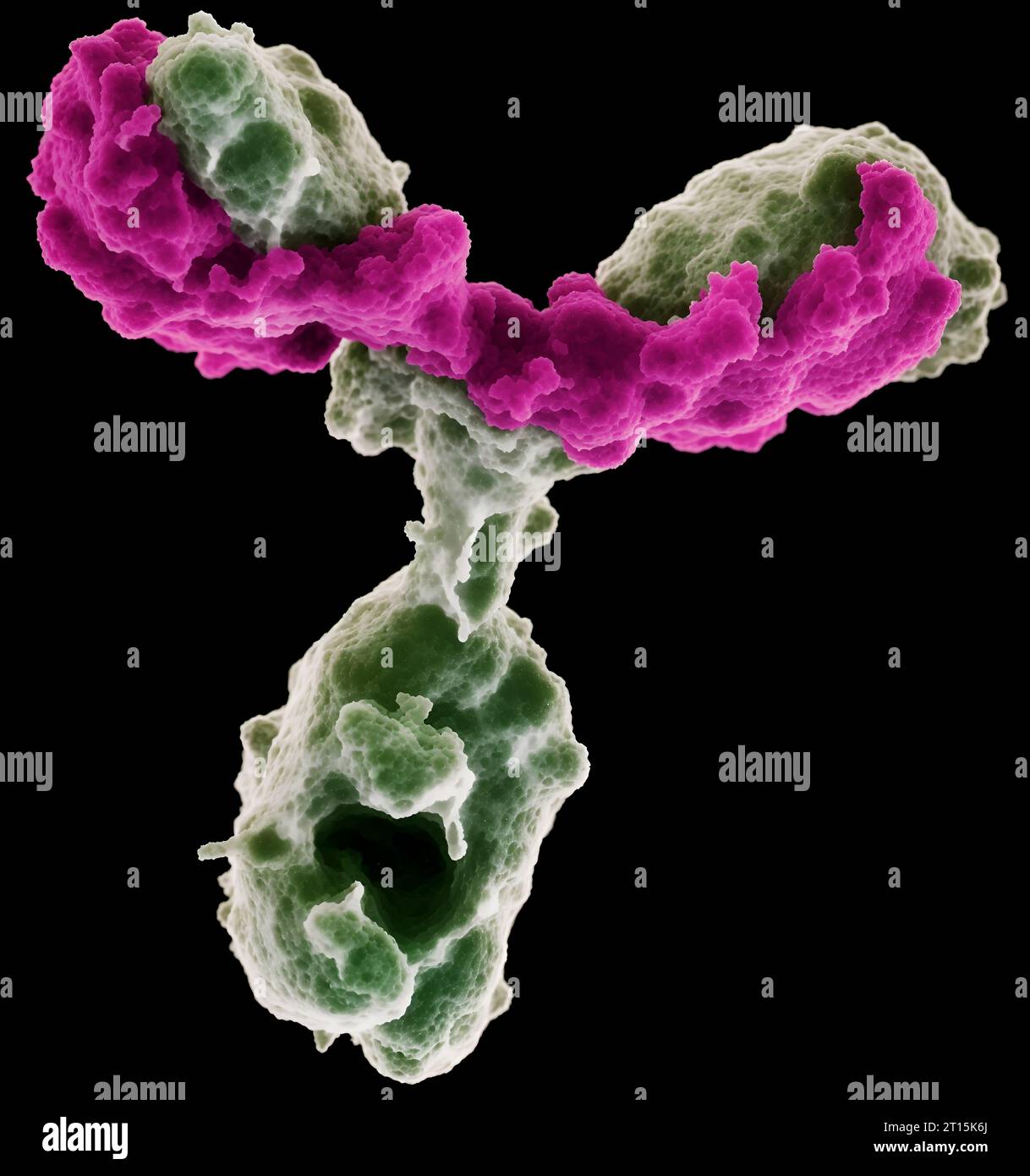 Eine detaillierte Nahaufnahme eines humanen mikrobiologischen Antikörpers. Stockfoto