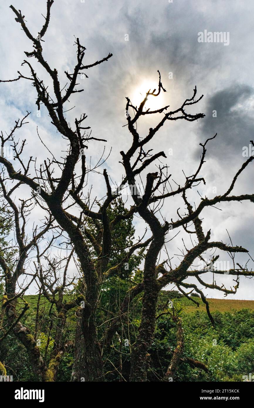 Die Sonne hinter einem traurigen toten Baum an der Robbers Bridge im Exmoor-Nationalpark, Somerset, England, Großbritannien Stockfoto