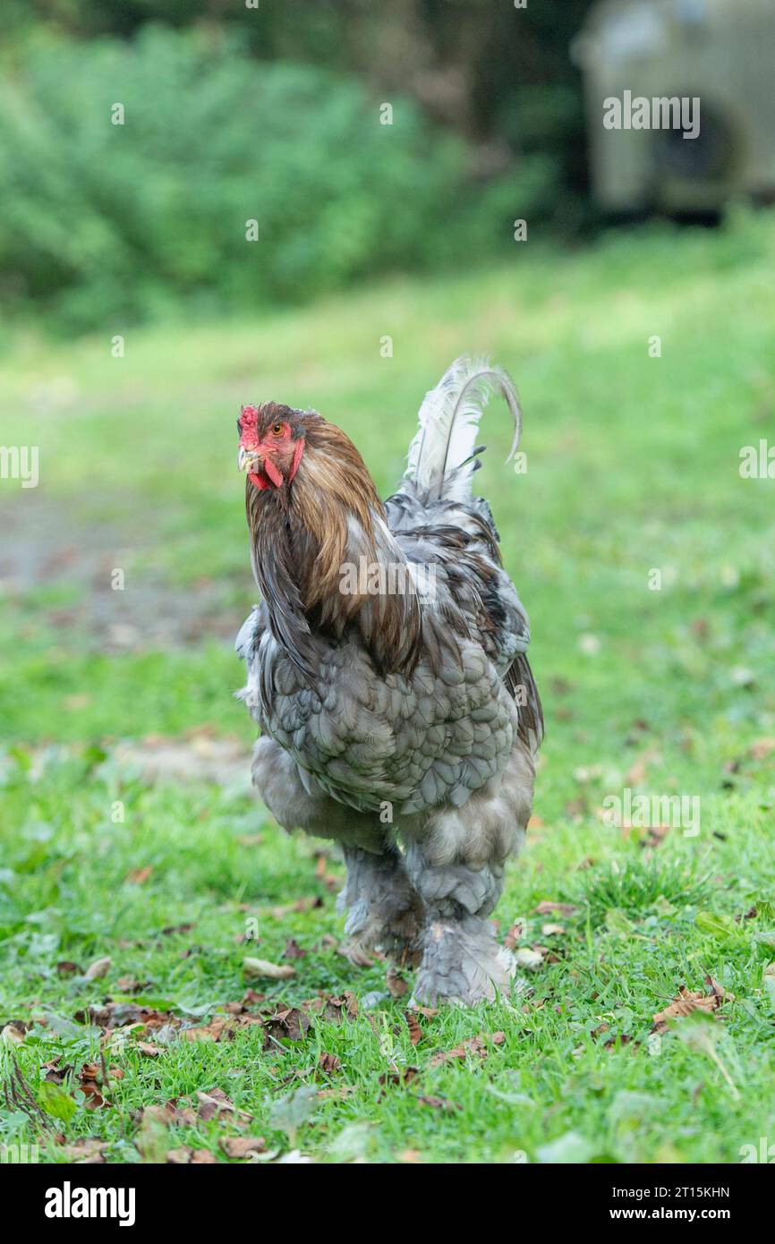 Brahma Hahn geht zur Kamera Stockfoto