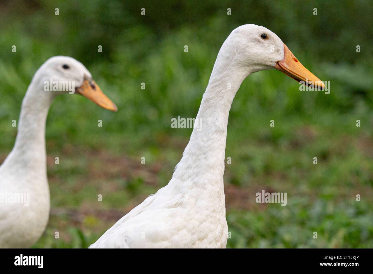 Weiße indische Runner-Enten Stockfoto