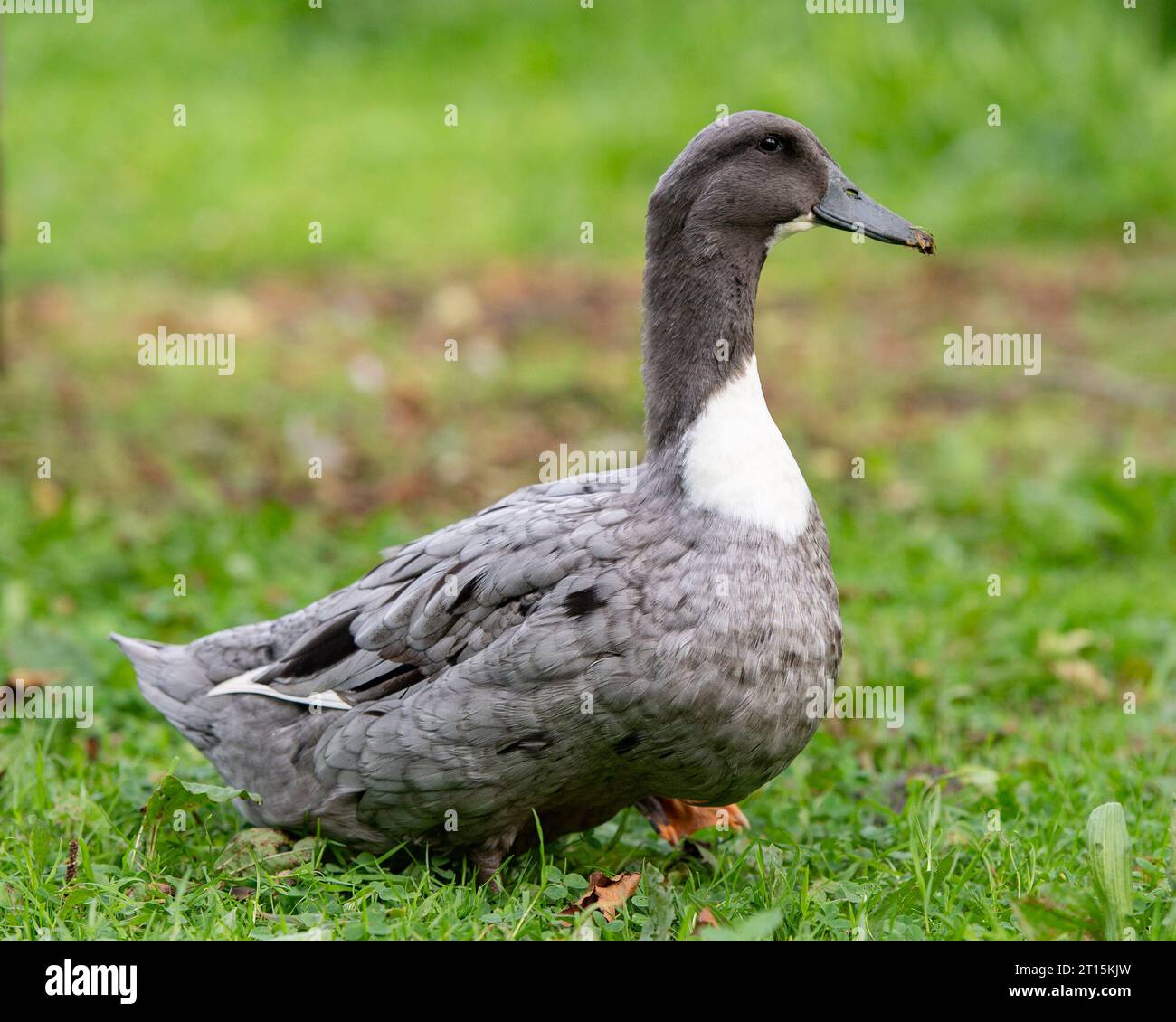 Blaue schwedische Ente Stockfoto