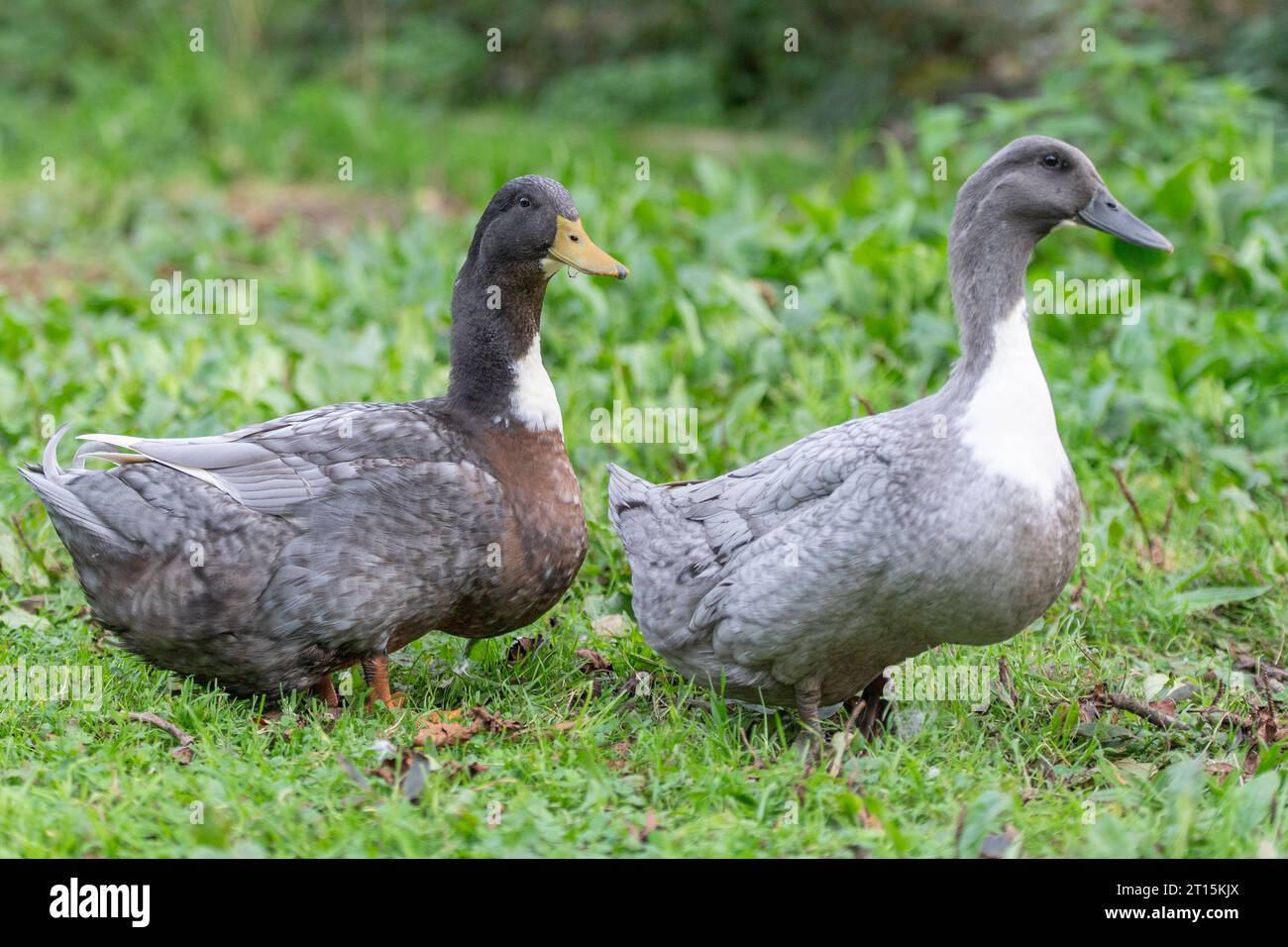 Blaue schwedische Ente und drake Stockfoto