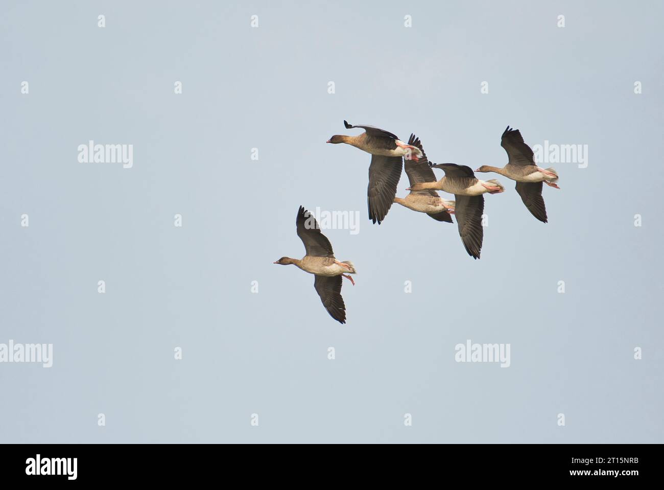Rotfußgänse (Anser brachyrhynchus) im Flug Stockfoto