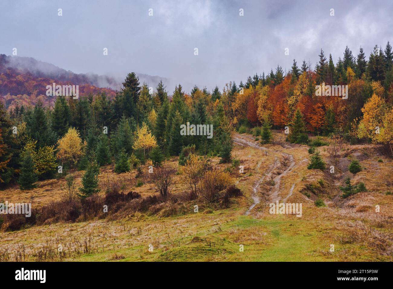 karpatenwald im Herbst. Bäume in den Hügeln in Herbstfarben. Rutschiger Pfad bergauf. nebliges Wetter mit bewölktem Himmel Stockfoto