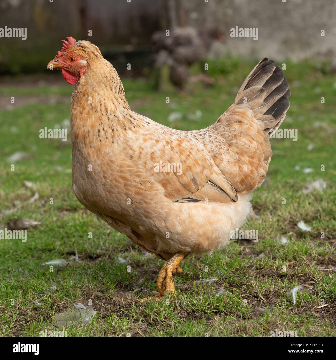 Huhn auf einem Bauernhof Stockfoto
