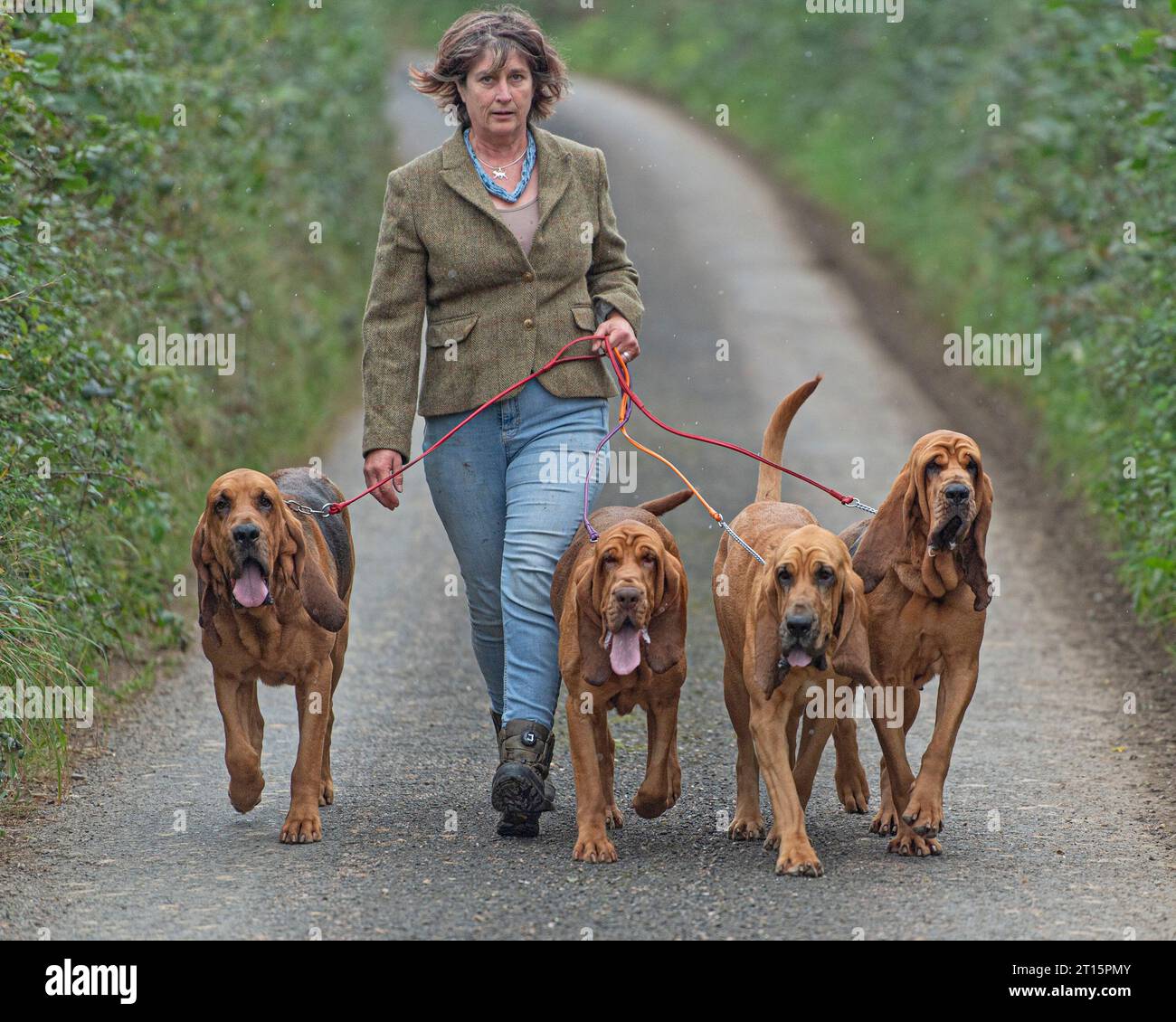 Hundebesitzerin geht mit ihren vier Bluthund-Champions, England, Großbritannien Stockfoto