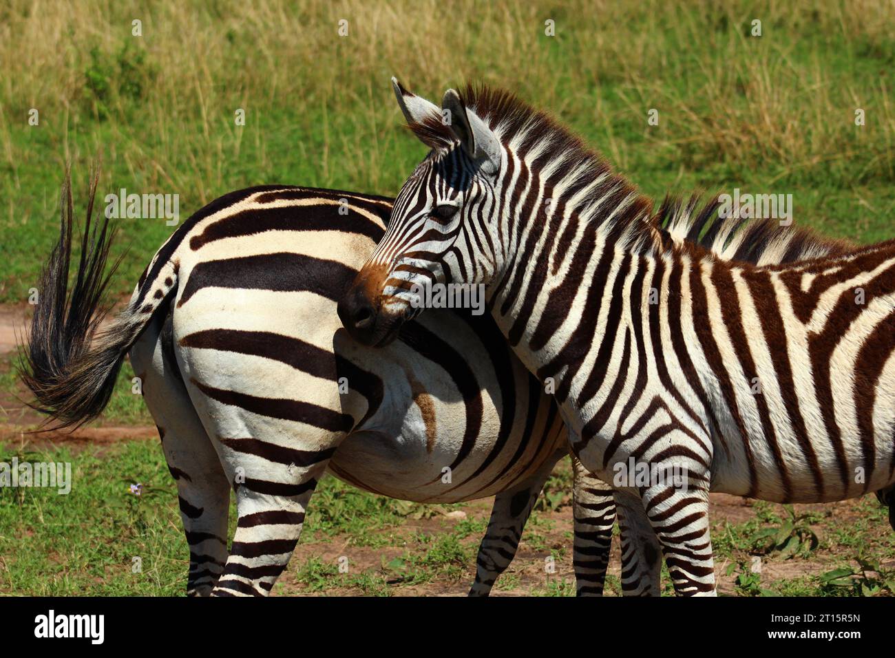 Zebra Masai Mara Stockfoto