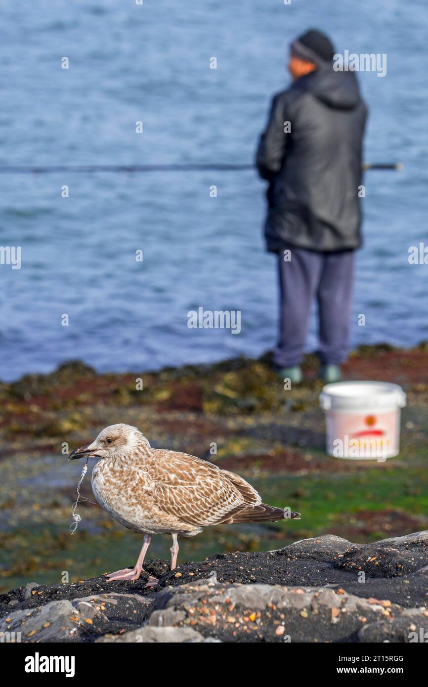 Verletzte junge europäische Heringsmöwe (Larus argentatus) mit Angelschnur und Fischhaken im Schnabel vor Seangler Stockfoto