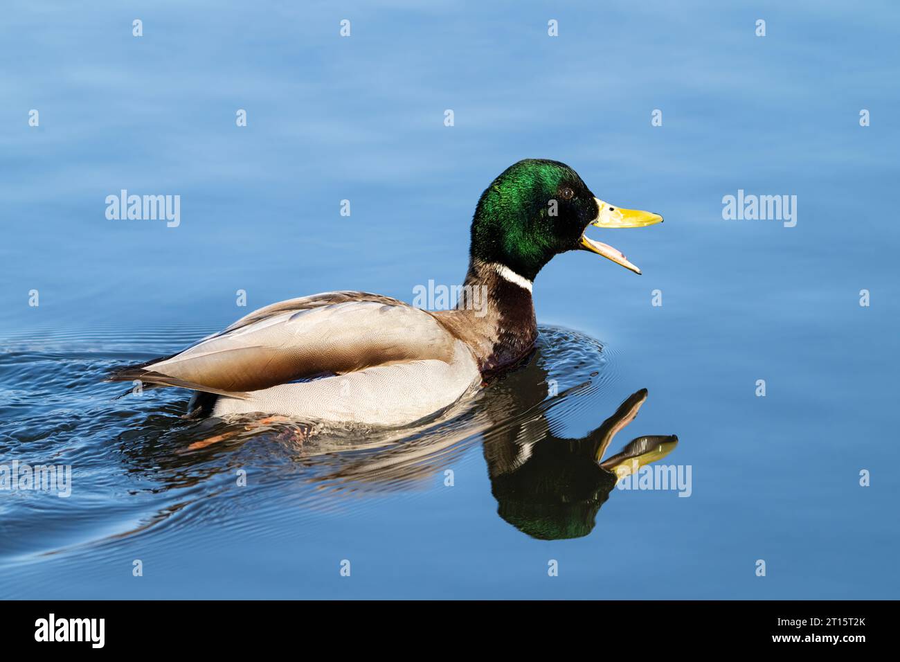 Stockenten am Teich in SüdzentralAlaska. Stockfoto