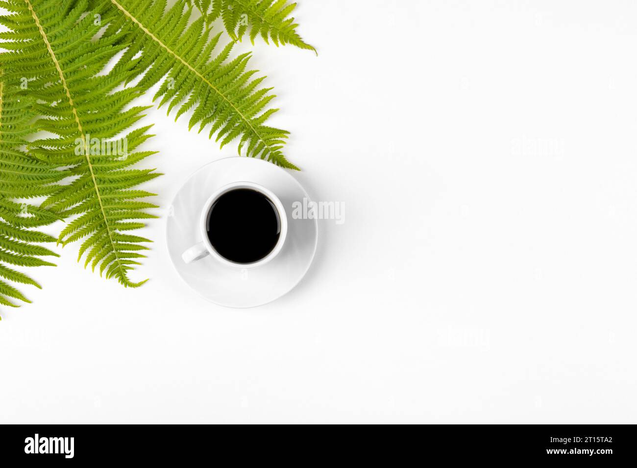 Kaffeepause. Weiße Tasse schwarzen Kaffee und grüne Farnblätter auf hellgrauem Hintergrund. Flach, Draufsicht, Kopierraum. Stockfoto
