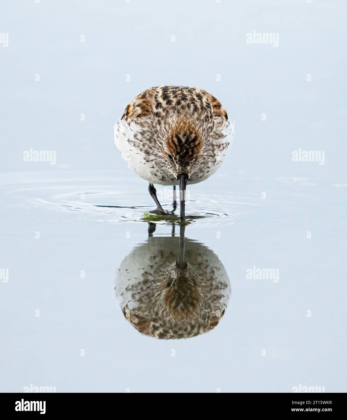 Westernn Sandpiper auf der Suche nach Wattenmeeren in Hartney Bay in SüdzentralAlaska. Stockfoto