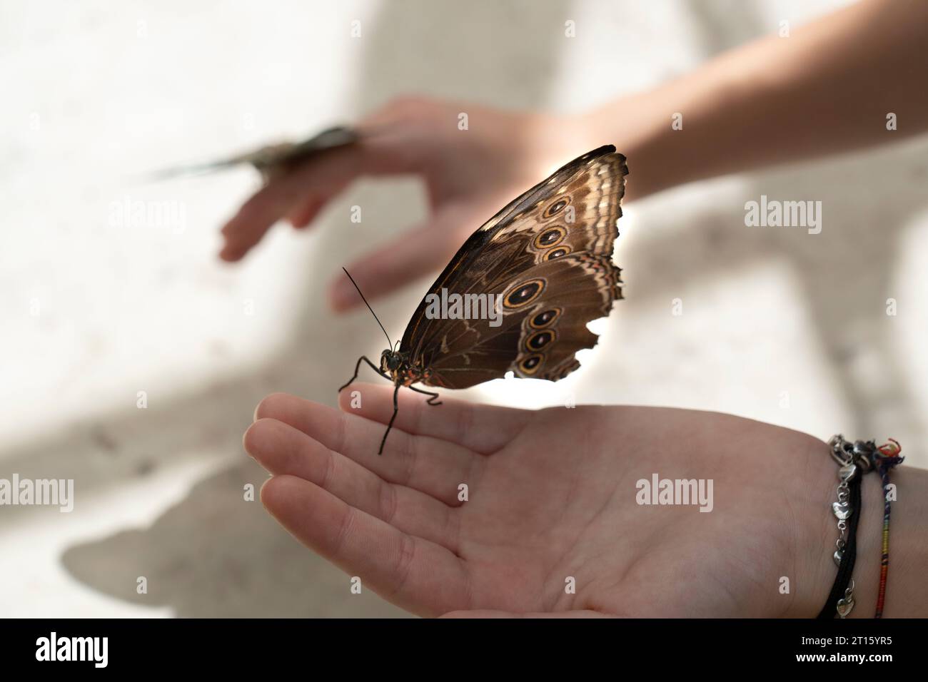Schmetterlinge sitzen auf den Händen einer Person Stockfoto
